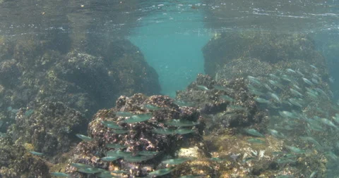Reefs of the Sea of Cortez Stock Footage 302909834
