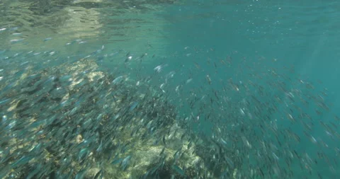 Reefs of the Sea of Cortez Stock Footage 302909905