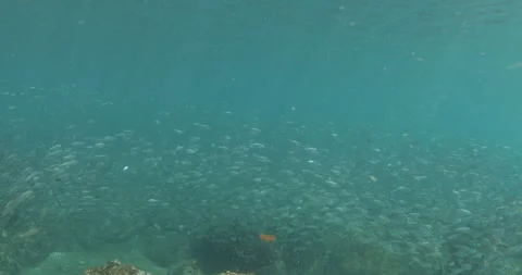 Reefs of the Sea of Cortez Stock Footage 302909969