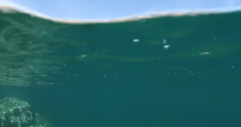 Reefs of the Sea of Cortez Stock Footage 302910040