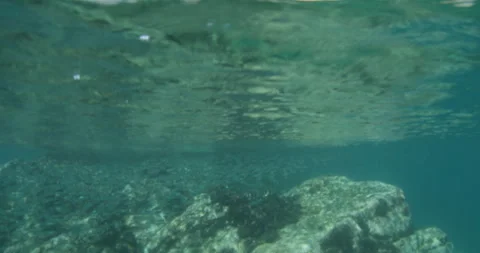Reefs of the Sea of Cortez Stock Footage 302910066
