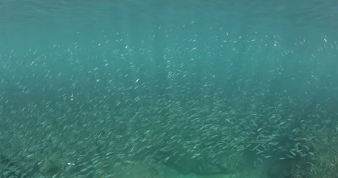 Reefs of the Sea of Cortez Stock Footage 302910254
