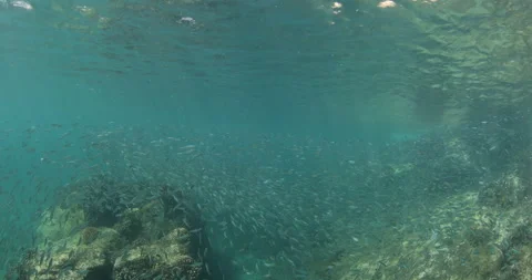 Reefs of the Sea of Cortez Stock Footage 302910673