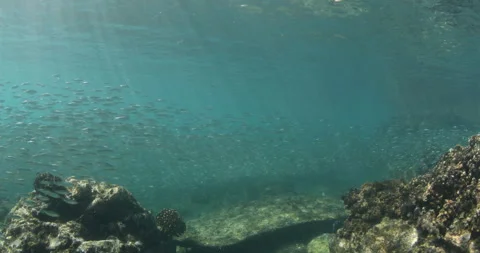 Reefs of the Sea of Cortez Stock Footage 302910703