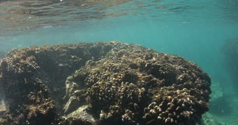 Reefs of the Sea of Cortez Stock Footage 302911044