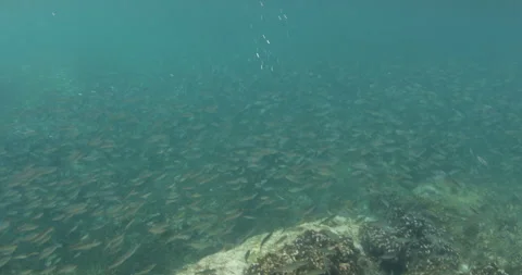 Reefs of the Sea of Cortez Stock Footage 302912113