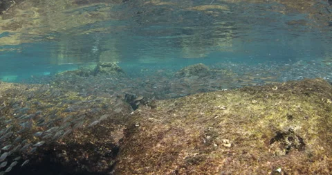 Reefs of the Sea of Cortez Stock Footage 302912476