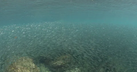 Reefs of the Sea of Cortez Stock Footage 302912503