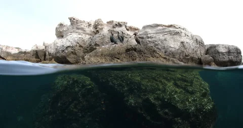 Reefs of the Sea of Cortez Stock Footage 302913638