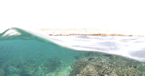 Reefs of the Sea of Cortez Stock Footage 302914485