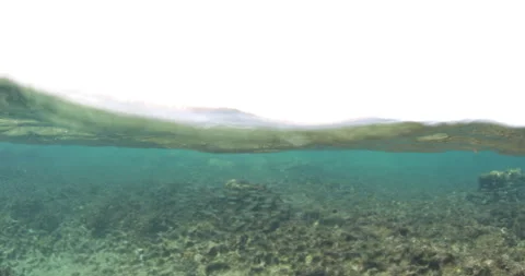 Reefs of the Sea of Cortez Stock Footage 302914958