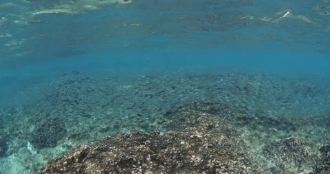 Reefs of the Sea of Cortez Stock Footage 302914962