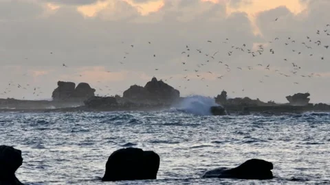 Reefs, waves and gulls Stock Footage 131734965