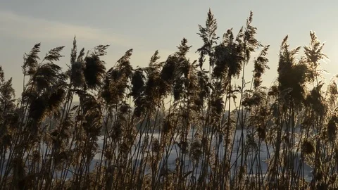 Reefs in the wind Stock Footage 71729452