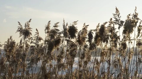 Reefs in the wind Stock Footage 71730625