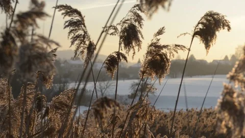 Reefs in the wind Stock Footage 71730968