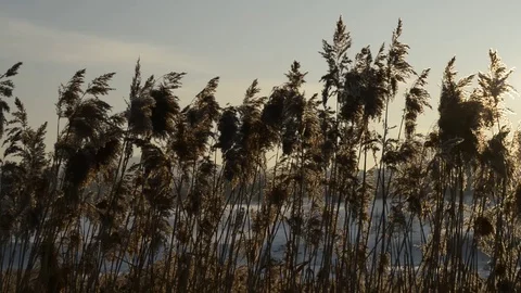 Reefs in the wind Stock Footage 71733348
