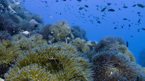 Reefscape || Anemones spanning the view Stock Footage 149963859