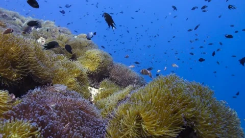 Reefscape || Anemones spanning the view Stock Footage 149964043