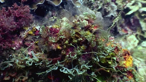Reefscape marvels of Anilao, Philippines Stock Footage 337496497