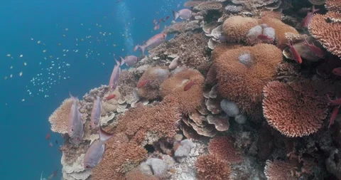 Reefscene Maldives 0002 Stock Footage 275886507