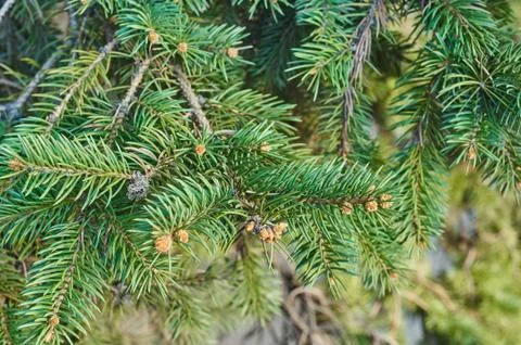 Reen prickly branches Stock Photos