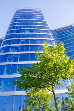 Reen tree on the background of skyscraper Stock Photos
