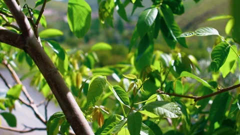 Reen Tree Branches and Leaves in Bright Sunlight - Nature Background 動画素材 336449267