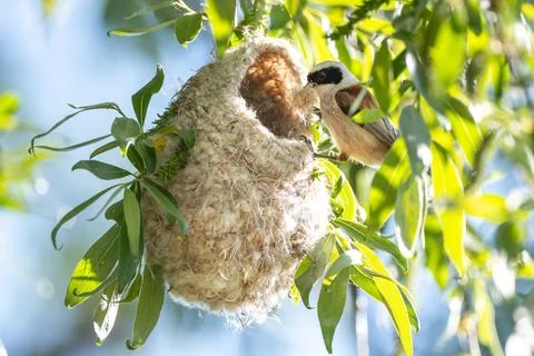 Reeves Bird Is Building Its Nest Stock Photos
