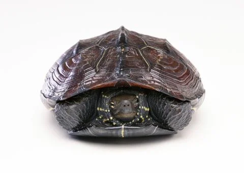Reeves' Pond Turtle Stock Photos