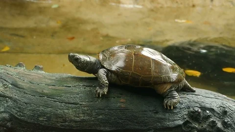 Reeves turtle Stock Footage 94144371