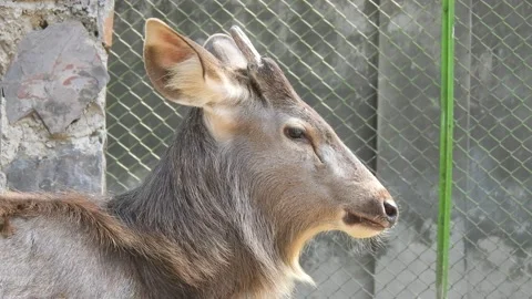 Reeves's Muntjac Deer Stock Footage 170741506