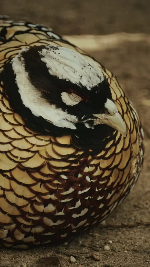 Reeves's pheasant sleeping in yard. Syrmaticus reevesii is a large pheasant Stock-Footage 341363556