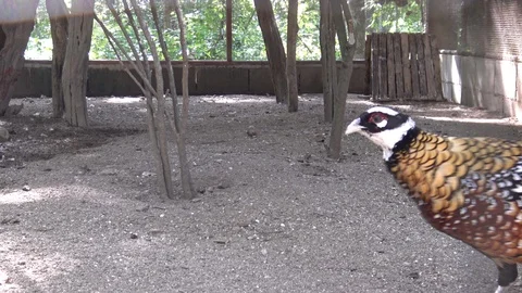 Reeves's Pheasant walking in the cage. Stock Footage 95637642