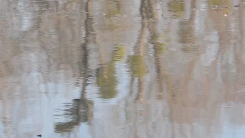 Refelctions of trees on whatersurface Stock Footage 165870769
