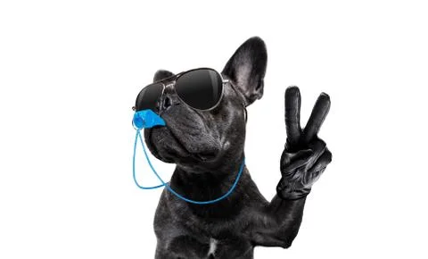 Referee dog with whistle Stock-Fotos