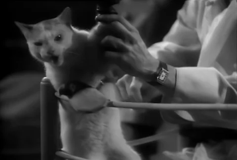 Referee holding up paw of winner of cat Stock Video Pond5