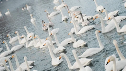 Refined avian display with synchronized white swan movements. Sophisticated Stock Footage 345176143