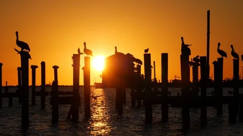 Reflecation of sunset of ocean waters Silhouette of Sea Birds Stock Footage 88801563