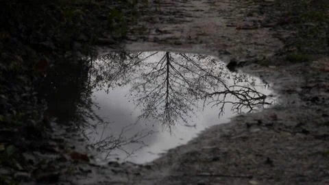 Reflect in a puddle Stock Photos