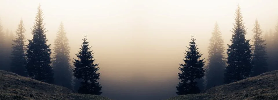 Reflected image of spruce tree hillside diminishing in dense fog Stock Photos
