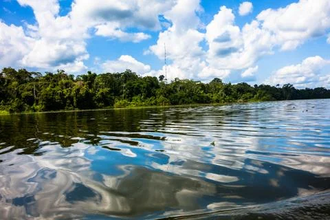 Reflected jungle Stock Photos