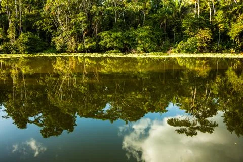 Reflected jungle Stock Photos
