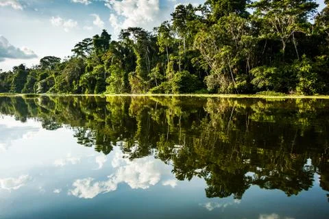 Reflected jungle Stock Photos