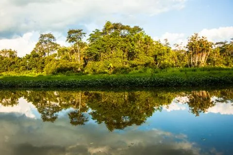 Reflected jungle Stock Photos