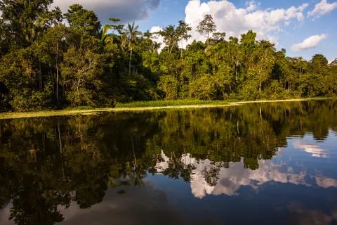 Reflected jungle Stock Photos