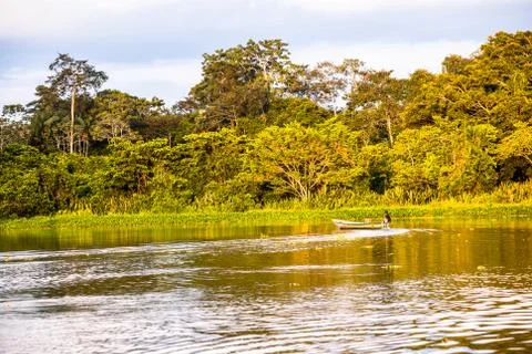 Reflected jungle Stock Photos