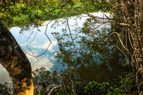 Reflected jungle Stock Photos