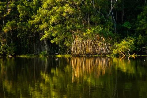 Reflected jungle Stock Photos