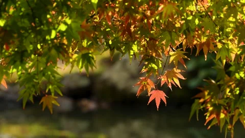Reflected light on the water surface illuminates the autumn leaves, 4K video Stock Footage 218270697